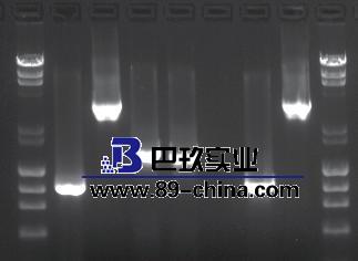 PCR試劑盒 PCR試劑盒