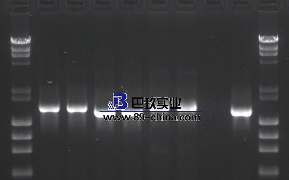 PCR試劑盒 PCR試劑盒